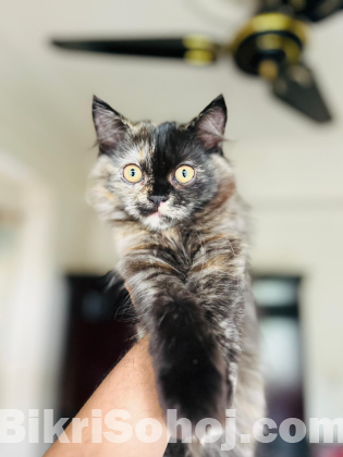 Persian cat